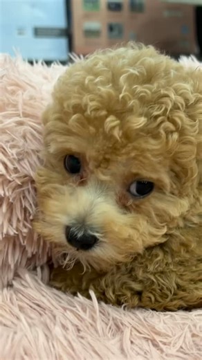 Sweet as honey 🍯💛 #poodle #poodlepuppy #poodles #puppytiktok #puppiesofinstagram | Petland Oklahoma City