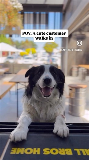112 reactions | We always play it cool when a cute customer walks in… but if it’s a dog? Game over!  Our venue is proudly dog-friendly, so please bring them! We’re begging you!!  #dogfriendly #sthelens #tasmania | Easy Tiger St Helens | Facebook