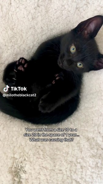 Cute Black Cat's Love for Dreamies Treats