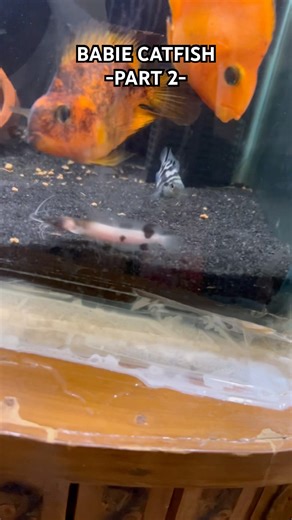 ❤️ #arowana #aquarium #fishkeeping #aquascape #viral #fishshorts #trending #catfish #breeding #og