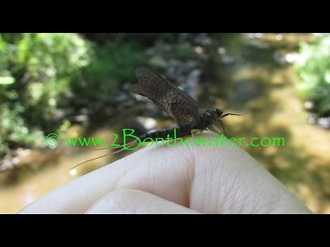 2Bonthewater presents Slate Drake Dry Fly -- simple dry fly instructions --