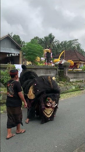 Barong Bangkung jumps on the streets of Selanbawak