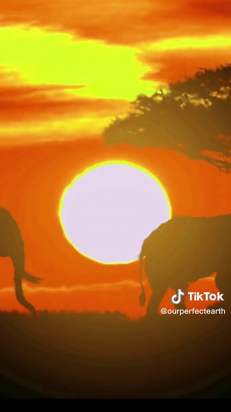 Beautiful African Savannah Sunrise Views