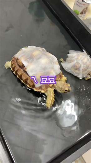 粗魯的紅豆🫘 #turtle #turtlewatching #陸龜 #寵物友善日常 #cute