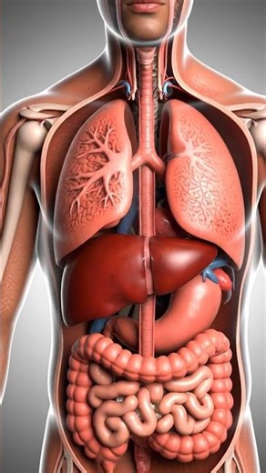 3D Medical Animation | Science Craft Art #3danatomy #educationalvideo #scienceshorts #youtubeshorts