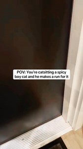 The most "disappointed dad" voice i'll ever use on one of my clients s#spicycat#hallwaytime #catvideo #dailycatvideo #catsitter | Auntie Julie The Cat Sitter