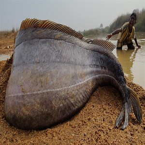 25M views · 82K reactions | Amazing Fishing Finding Catching System Boy Found 25Kg Big Monster Stuck Fish River #fishing | Discovery Site | Facebook