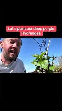 How to Plant a Deep Purple Hydrangea 🌸 Get Rich Colour & BIG Blooms!