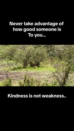 Profound Leopard Quotes for Deep Relationships