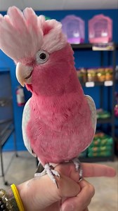 42K views · 598 reactions | Someone out there must want this baby!  Piper the Rose-Breasted Cockatoo needs an owner Everybirdy!! This baby is absolutely amazing!! Super talkative and super sweet!! Piper is a 1 1/2 year old DNA tested male. Piper is available along with many more Outstanding Parrots, Finches and Canaries!! We are open today from 11:00 am - 6:00 pm. Feathered Friends & Co. 4209 S. Alameda St. Corpus Christi, Tx. 361-814-3363 | Feathered Friends & Co. | Facebook