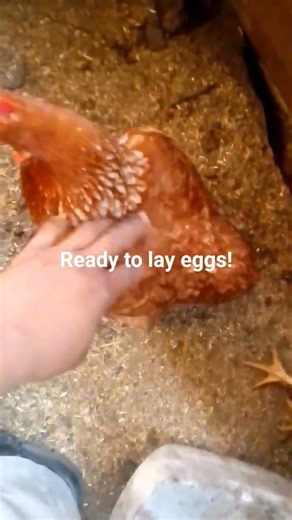 how to tell if layers are ready to lay eggs!?🍳 🥚🐔#farming ‪@poetryfarmofficial‬ ‪@farm‬ #farmer