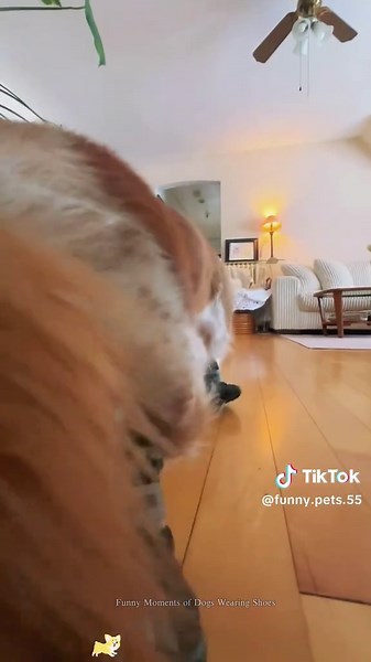 Funny Moments of Dogs Wearing Shoes#dog#dogsoftiktok#cute#pet#doglover#funnydog#usa