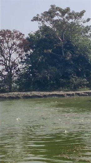 Godrej Winter Feed for pangasius Fish|World Best Fish Feed| #fishing#fish