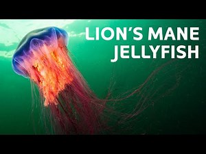 From Reefs to Wrecks: Meeting The Underwater Ocean Giants | Blue World TV