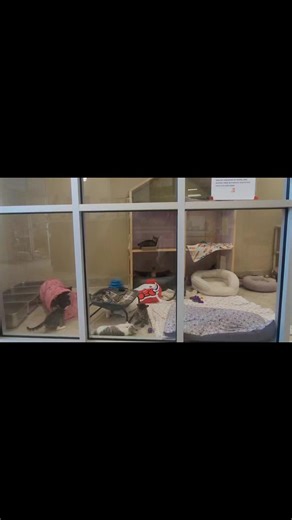 🐾 Welcome to the Kitten Room! Our kitten room is full of purrs, pounces, and playtime! These little cuties are bursting with energy and love and they’re all looking for forever homes! Our hours are 12 to 4, Tuesday through Sunday. We can be reached at 252-453-8682 for more information. Our adoption application can be found at adoptcurrituckanimals.com, along with all of our adoptable animals. We hope to see you soon! | Currituck Animal Shelter