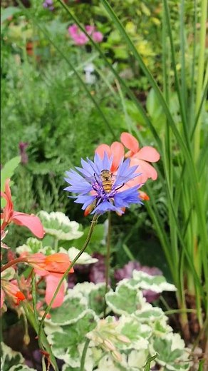 Centaurea cyanus, commonly known as cornflower or bachelor's button