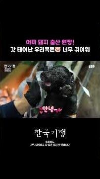 Oink oink oink🐽 The moment a baby pig enters the world #KoreaTravelogue #Pig #BabyPig #Birth