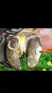 Helping Cow To Log Hoof, cutting them is so Satisfying