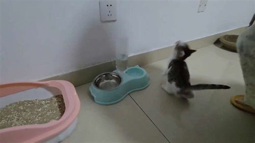 Hungry kitten impatiently waits for food in Shandong, China
