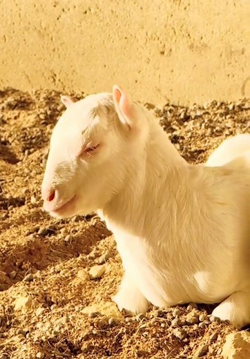 Baby Goats for Sale in Karachi