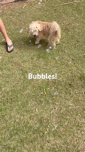Puppy LOVES popping bubbles! #pets #dogs #funny #bubble