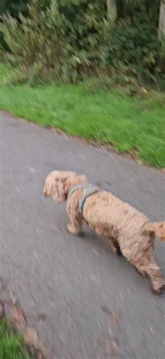 1.4K views | Barney | Pawprints Dog Walking | Facebook