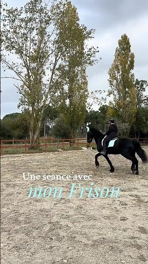Une séance avec mon frison #friesian #frison #horse #cheval #equestrian #dressage