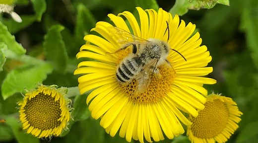 Visit the Grounds and Gardens - Ashburnham Place