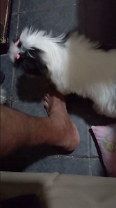 hashtag animal animal um vídeo do brega antigo com os cachorrinho dele de estimação