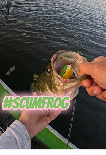Top water blow ups with the @Scum Frog #scumfrog #topwater #frogfishing #bassfishing #largemouthbass #PêcheQc #PêcheSportive #PêcheAchigan #AchiganQuébec #MontageTexas #PêcheEnFolie #TeamPêche #Pêche2025 #PêcheTikTok #LeurreSouple #FishingVibesQc #NatureQc #BassFishing #TexasRig #LargemouthBass #FishingLife #CatchAndRelease #BassLife #FishingDaily #BankFishing #FishingTikTok