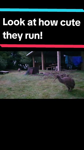 Adorable Kiwi Birds Running Compilation
