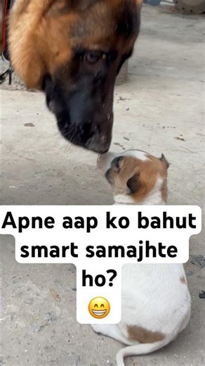 Apne aap ko bahut smart samjhte ho? #germanshepherd #gsds #dog #funny #shorts