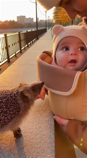 Animals Meet a Human Baby for the First Time ❤️