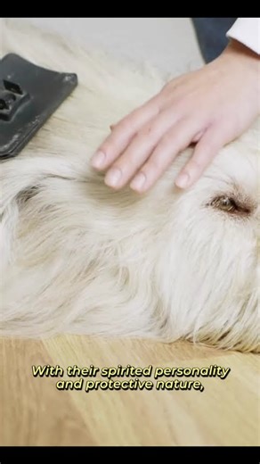 Briard_ French Herding Dog