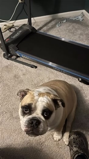 Stubby the Bulldog workout routine. #pet #bulldog #dogsofinstagram | Mad Rad Fam