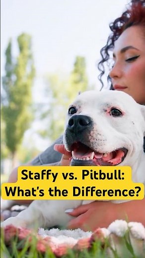 American Staffordshire Terrier Vs American Pitbull Terrier: What's The Difference? #amstaff #pitbull