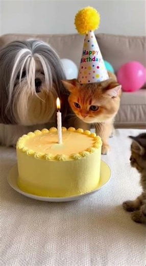 Kitten’s Birthday Party with Friends Eyeing Fun Surprises Ahead #CuteCats #PetParty #KittenLove