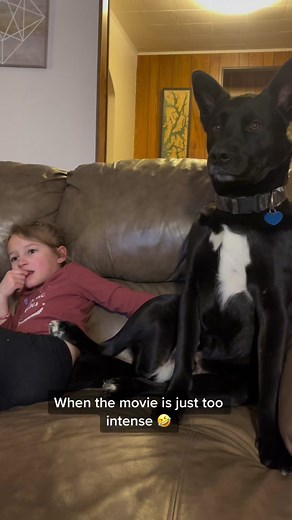 Funny Moment with Bosco the TV Dog