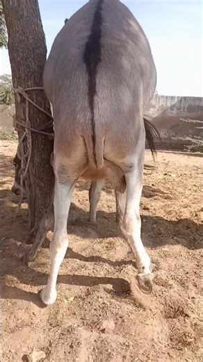 "Donkey Ride Fun: Bucking and Laughing Moments!"Hilarious Donkey Ride AdventureWatch the Donkey 🐴