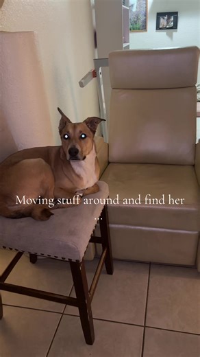 Smartest Dog Ever: Playful Tricks and Silly Moments