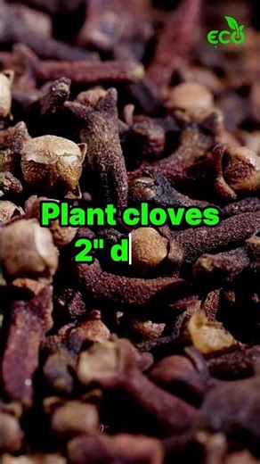 Garlic Planting Guide for Fall 🧄