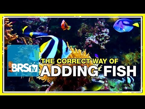 Week 15: Adding Saltwater Fish Intelligently and Safely. | 52 Weeks of Reefing