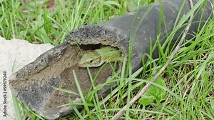 European green lizard in an abandoned plastic pipe