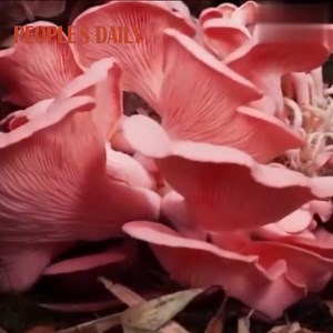 5.5K views · 436 reactions | Time-lapse video recording fungi growth shows the power of life! | People's Daily, China | Facebook
