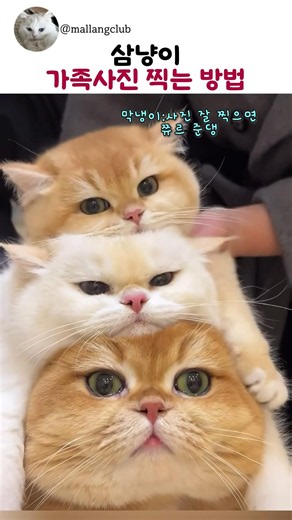 고양이 가족사진 찍는 방법 #shorts #고양이