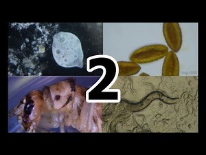 The Amazing Microscopic World, Vol 2