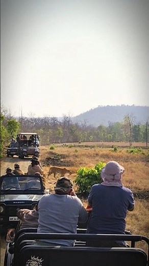 Rare tiger sighting during early morning safari #wildlife #sanctuary