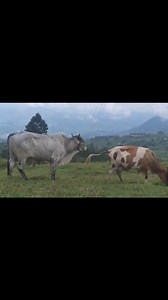 Animals sale on Reels