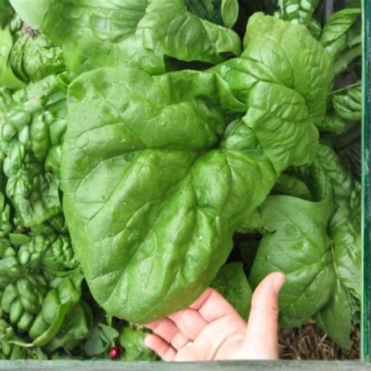 100 Giant Nobel Spinach Seeds | Heirloom Vegetable Season Vegetable - Etsy