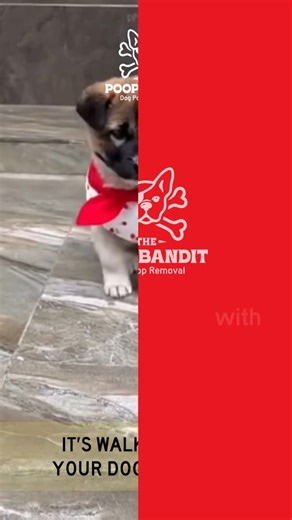 That magic moment when your dog hears “let’s go!”… and suddenly it’s dance time! Pure happiness. Tail wags. Zoomies. The whole show. 🎶💛 Share a video of your pup’s happy dance and tag us @poopbanditfl! Let’s spread those good vibes with the #PawsIn challenge #ThePoopBandit #DogDance | Poop Bandit FL